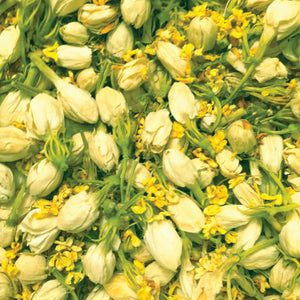 Golden Faeries (Jasmine Flower and Ostmanthus) (Organic)